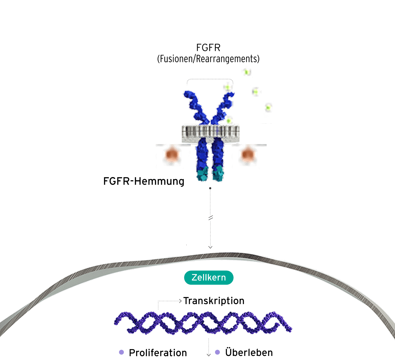 MOA diagram