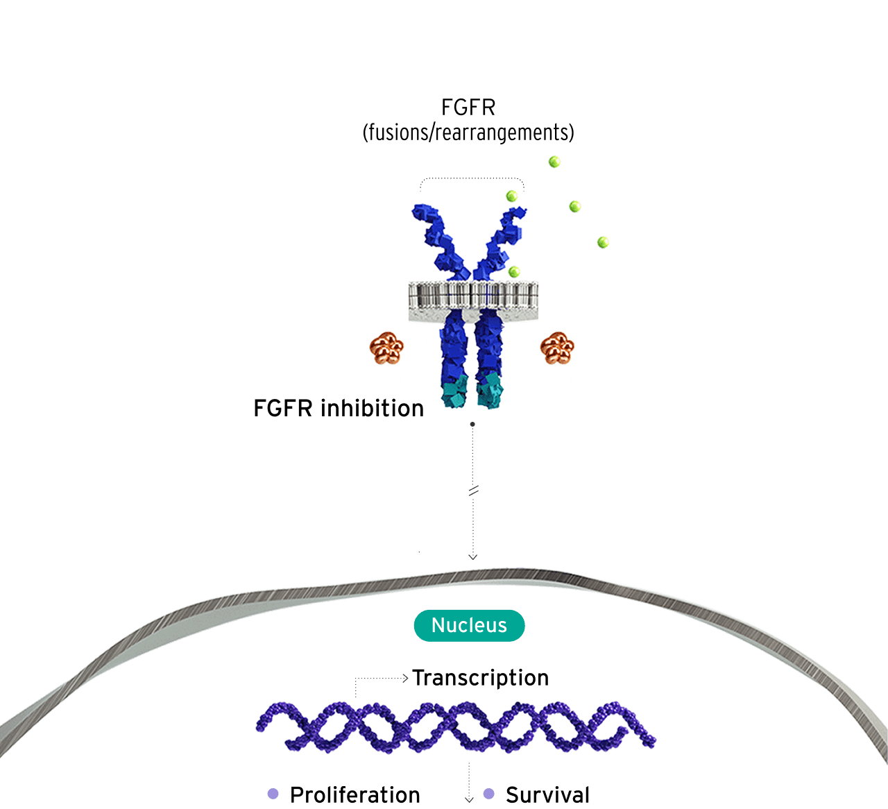 FGFR genetic alterations diagram
